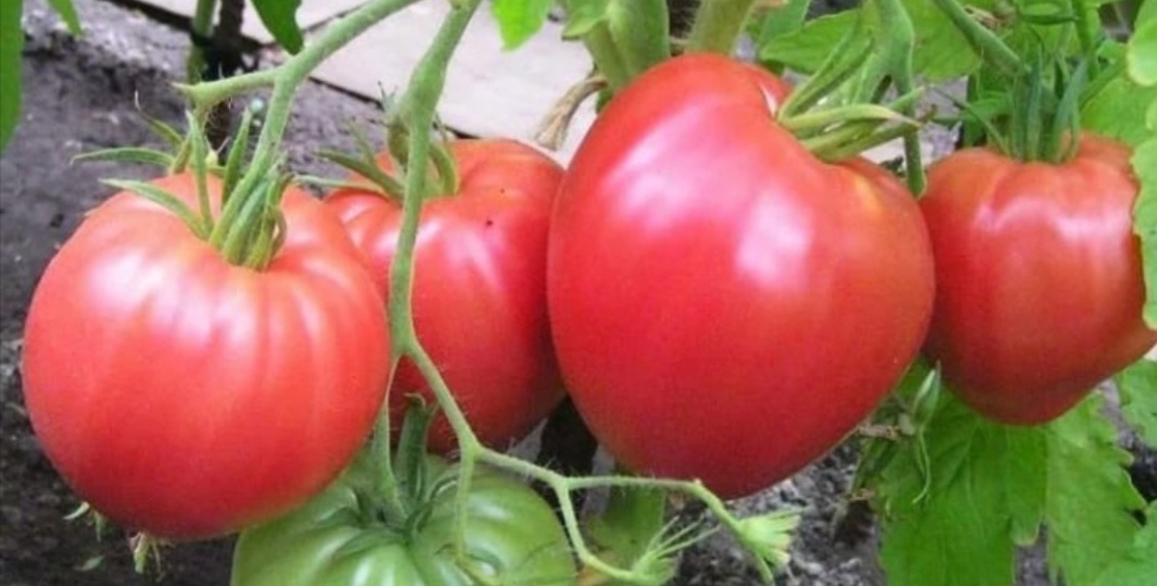 Легендарный томат БЫЧЬЕ СЕРДЦЕ и его разновидности. Бычье сердце Минусинское, Английское, Рязанское. Достоинства и недостатки.