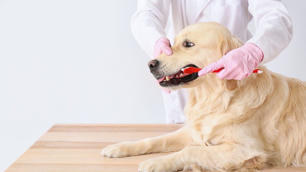 Как происходит ультразвуковая чистка зубов у собак | Ветклиника СЛОН | Дзен