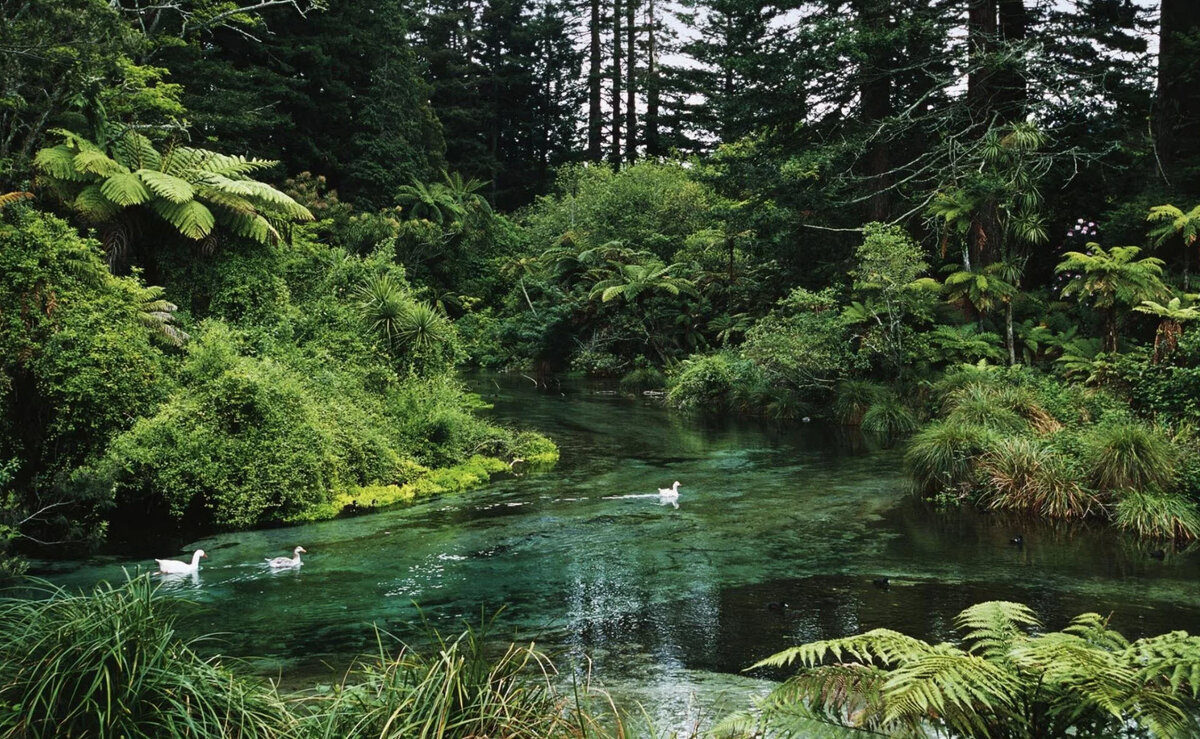 Леса Новой Зеландии.