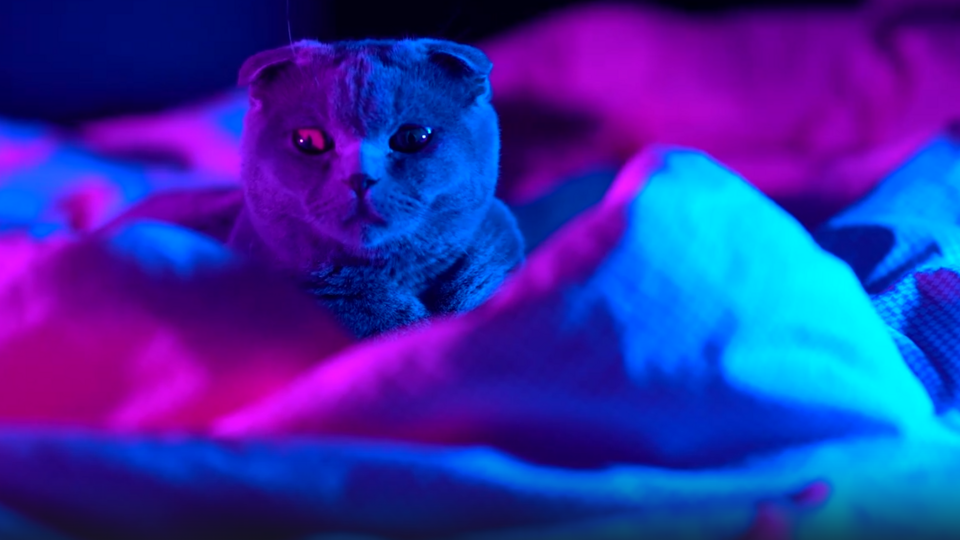 Фото: © Скриншот видео