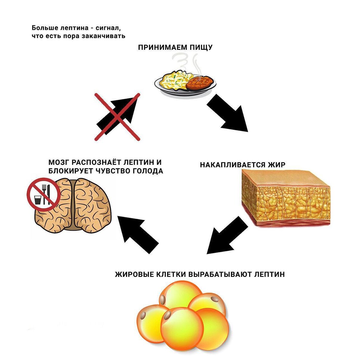 гормон лептин показатели норма. гормон насыщения лептин. структура, физиологические функции. как понизить лептин у женщин. структура, физиологические функции.