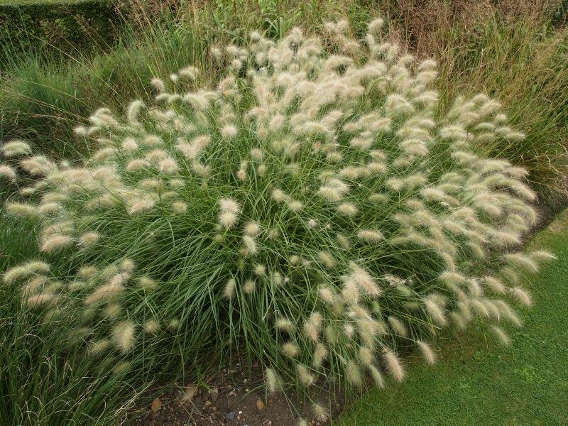 Пеннисетум мохнатый villosum. Перистощетинник мохнатый (Pennisetum villosum). Пеннисетум мохнатый флаффи. Перистощетинник (пеннисетум) мохнатый.