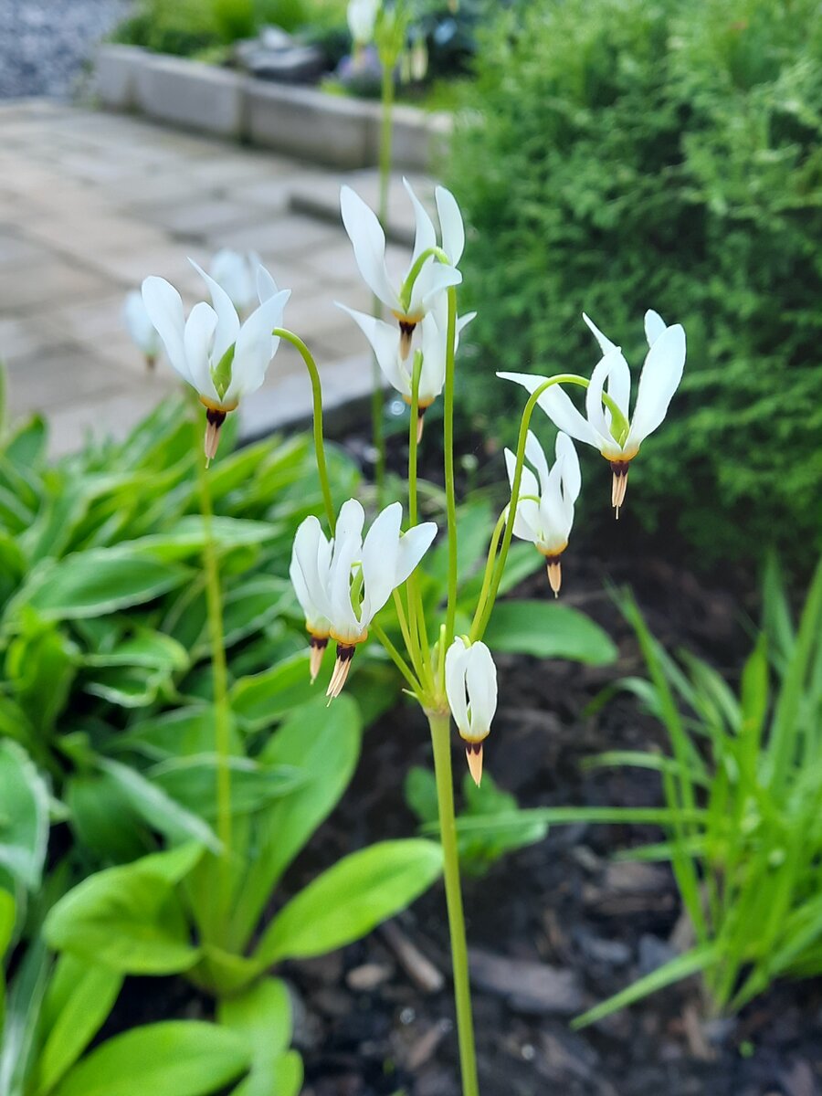 First garden