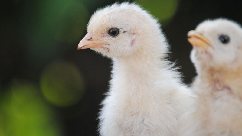     Цыплята. открытые источники в интернете