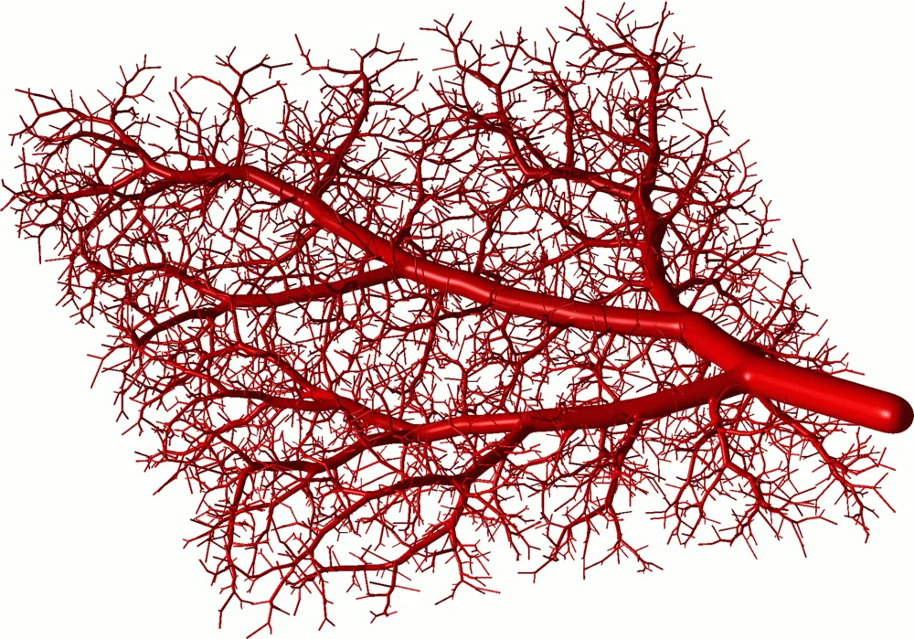 Структуры организма не имеющие кровоснабжения. Сосуды Вена артерия капилляры. Кровеносная система капилляры. Кровеносная система фрактал.