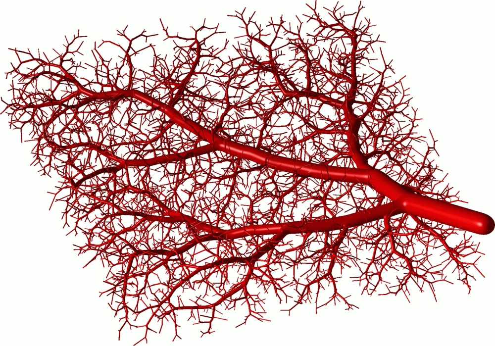 Разветвление артерий. Сосуды Вена артерия капилляры. Кровеносная система капилляры. Кровеносная система фрактал.