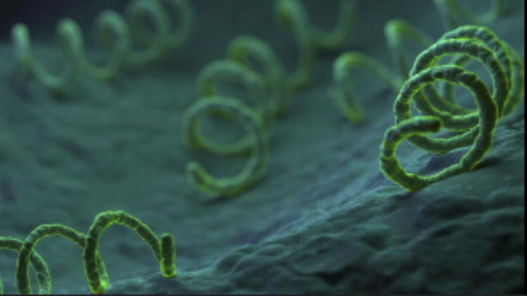 Фото из интернета. Бледная трепонема.