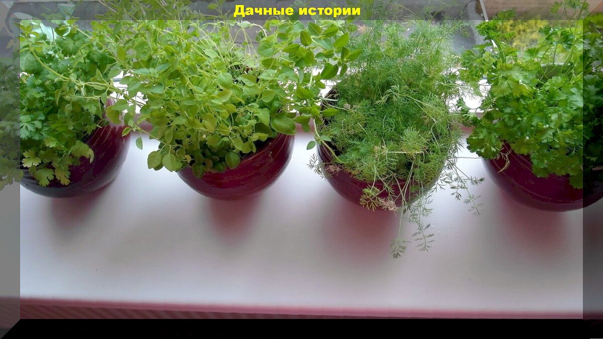 Дорог огород