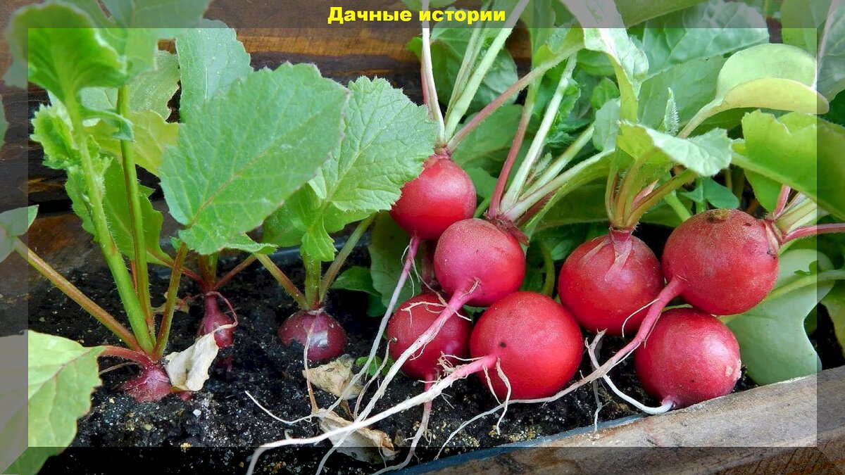 Рассказ огород