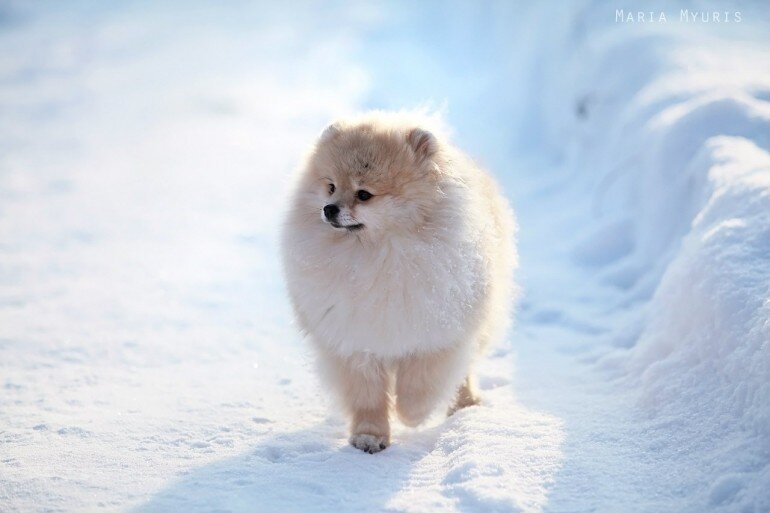 Шпиц - собака бывшей