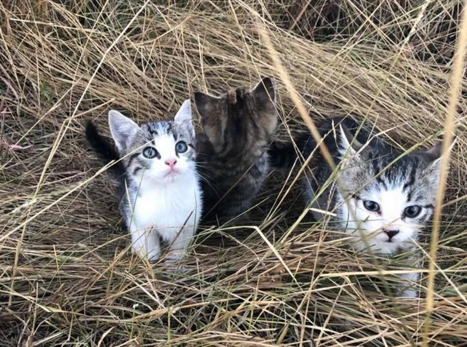 Котята были просто в ужасе и не знали, что им делать, когда их нашла Бри