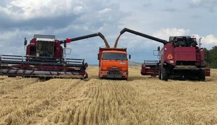    За 6 лет доля пшеницы бурятской селекции выросла в иркутском семеноводческом хозяйстве выросла в три раза