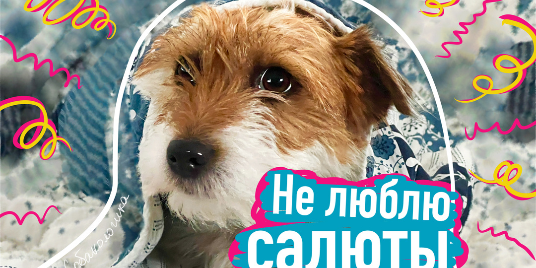 Собаки и салюты: как помочь питомцу