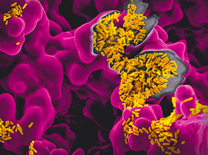 Кишечные палочки Escherichia coli, желтые черточки на фиолетовом субстрате, могут вызывать пищевые отравления, однако большинство их штаммов не просто безвредны, но даже полезны. Эти бактерии обитают в кишечнике человека и выполняют ряд важнейших функций – например, производят витамины К и В12, борются с болезнетворными микробами.