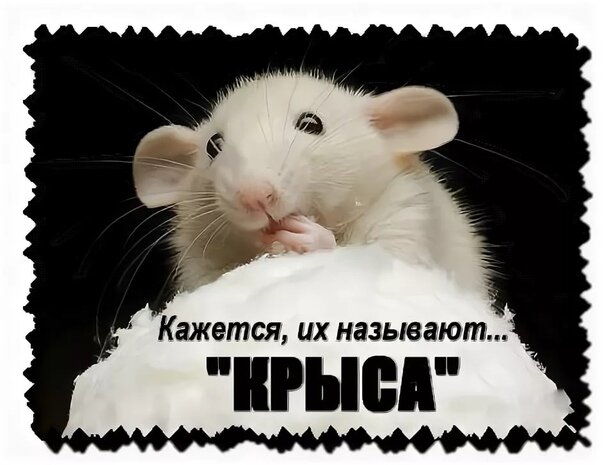 Изображение взято из открытого источника. 