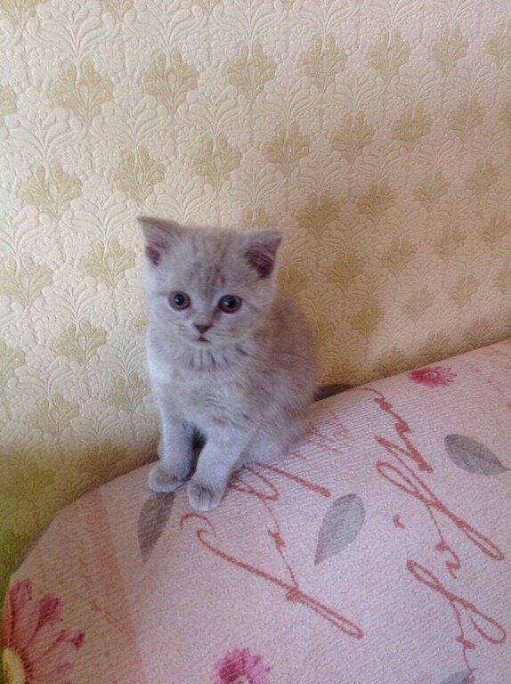 Вот наш самый первый кот!