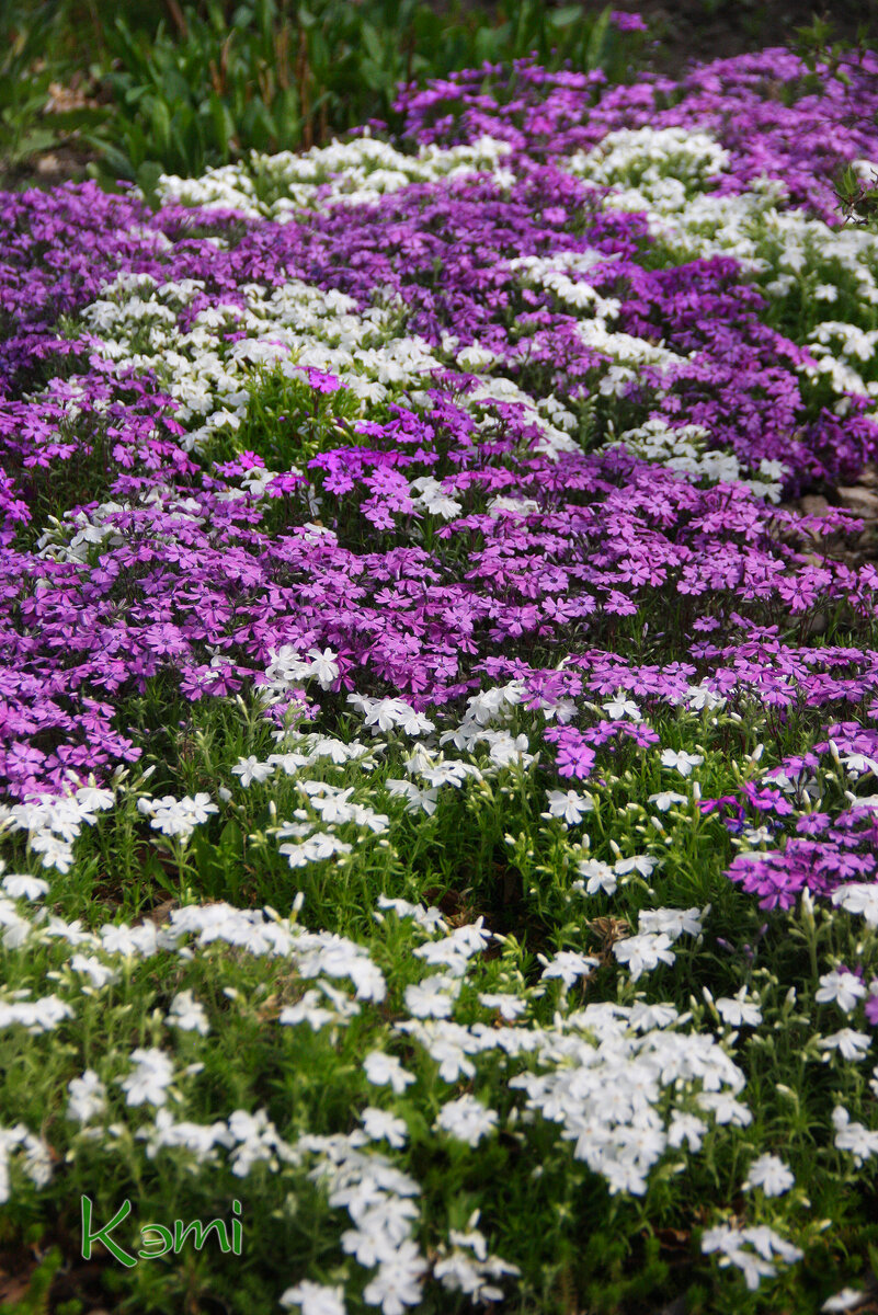 Шиловидные флоксы в саду.