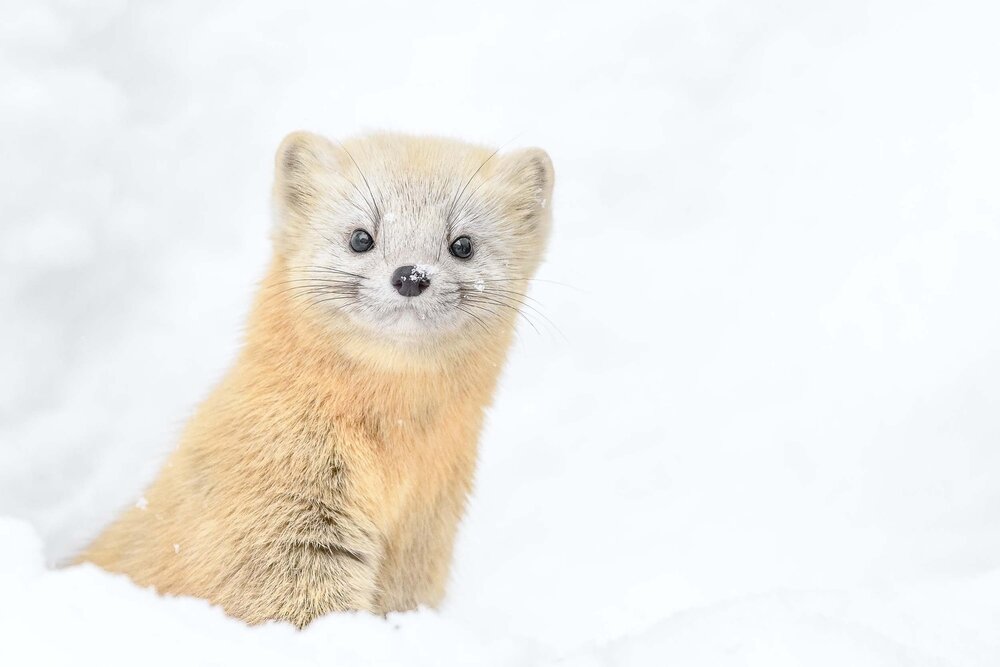 Это живой соболь — его из России вывезти не получится, как бы ни хотелось захватить с собой такую милоту