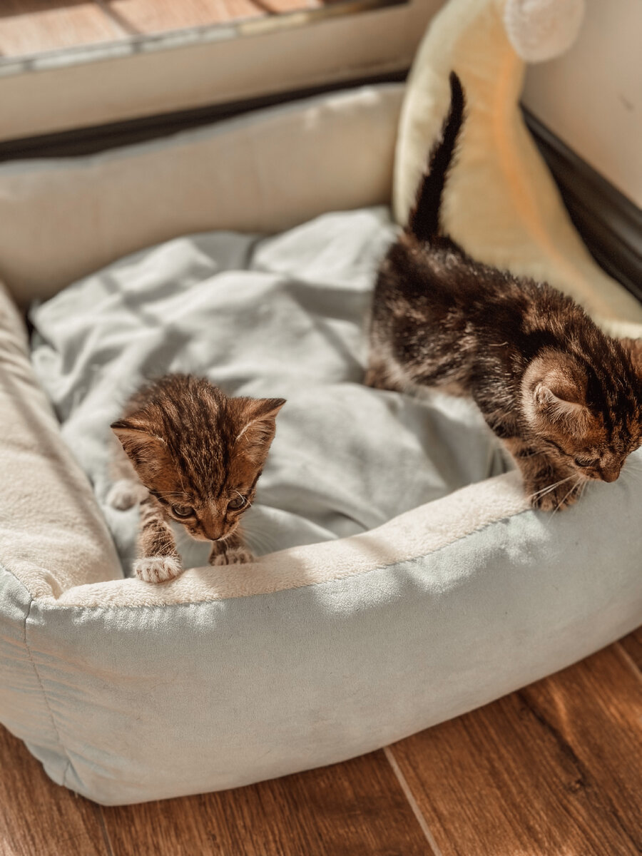 Тут у котят лишай, но мы об этом не знаем и активно с ними возимся 