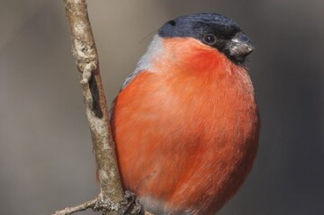    Куда пропали снегири в Воронеже?