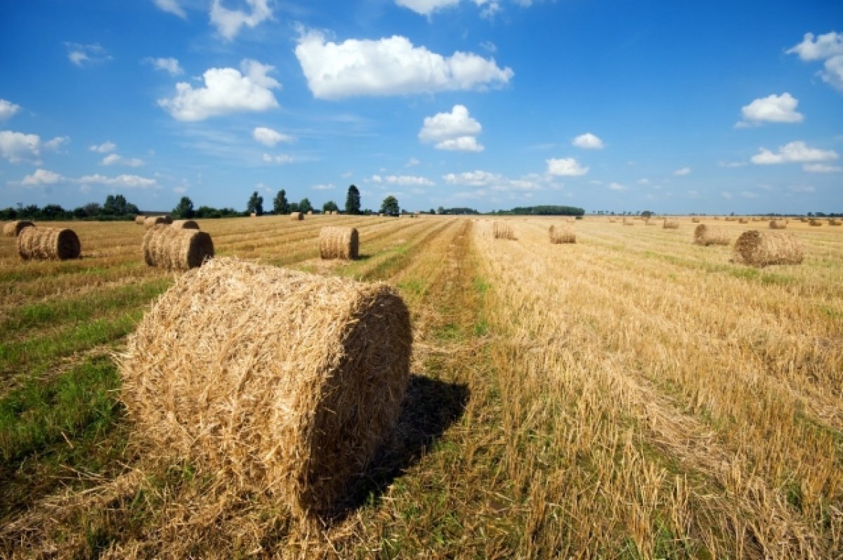    Более миллиона тонн кормов заготовили для скота в Иркутской области