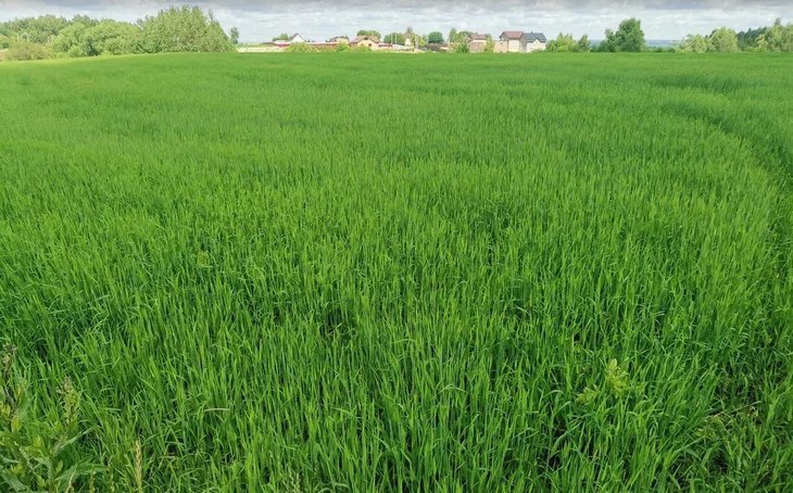    Второй всероссийский съезд производителей органической продукции: итоги