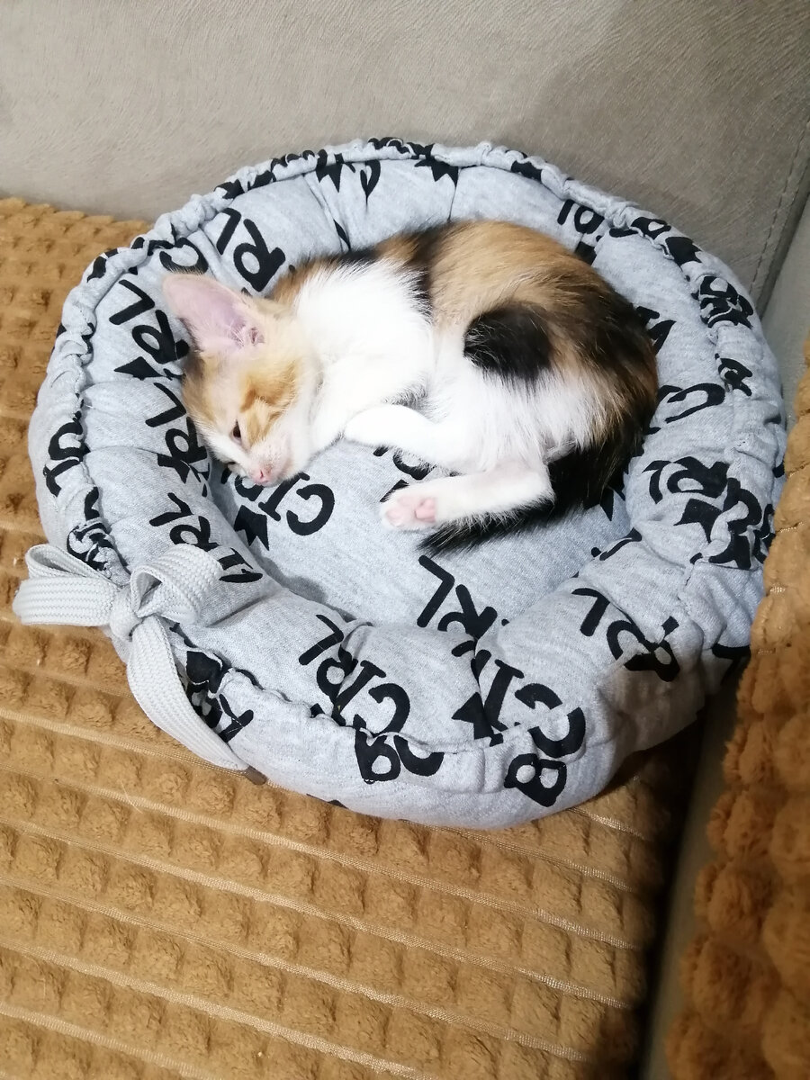 Отдыхает Майя после всех экзекуций. Фото автора.