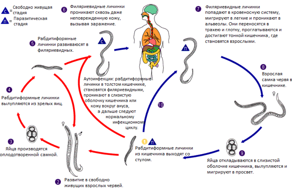 Жизненный цикл угрицы кишечной схема. Угрица кишечная цикл развития. Цикл развития угрицы кишечной схема.