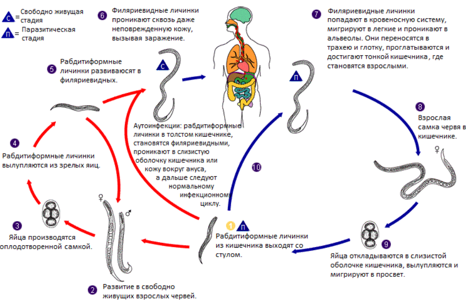 Жизненный цикл угрицы кишечной