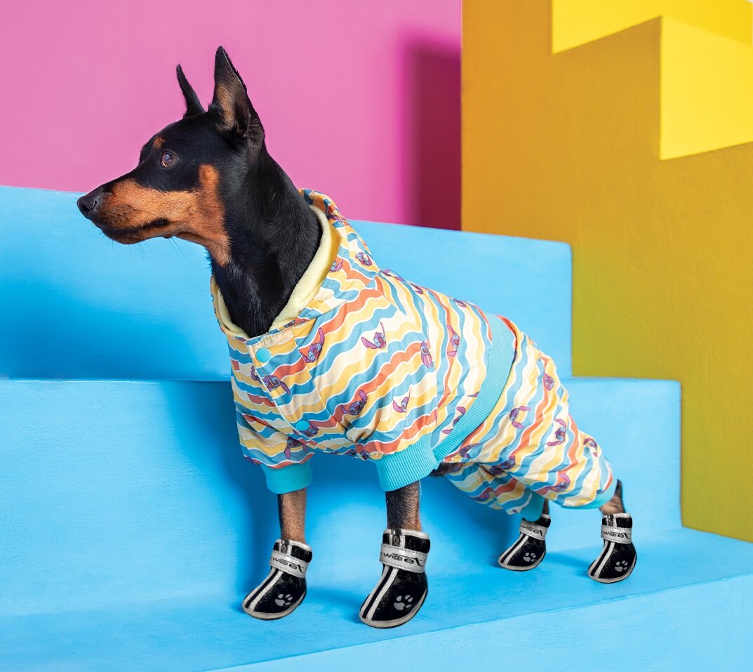 На фото — ботинки для собак Triol «Лапки».