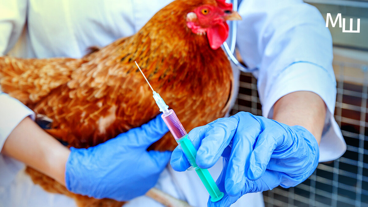 Прививка от птичьего гриппа. Вакцинация птицы на птицефабрике. Специалисты в ветеринарии.