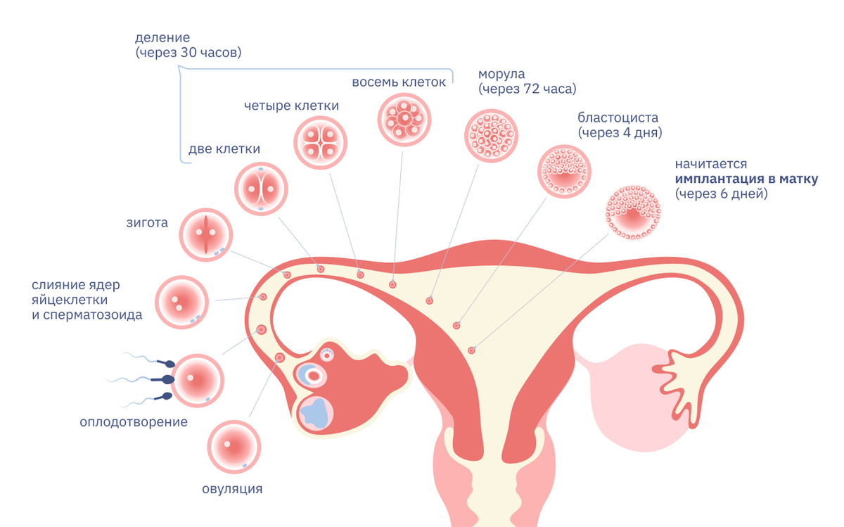 Какие основные причины неудачи имплантации эмбриона?