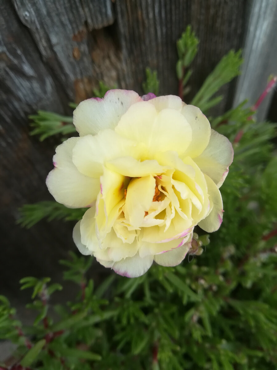 Прекрасный кремовый