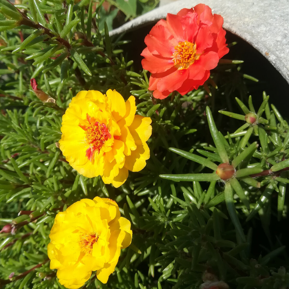 Солнечные ребята