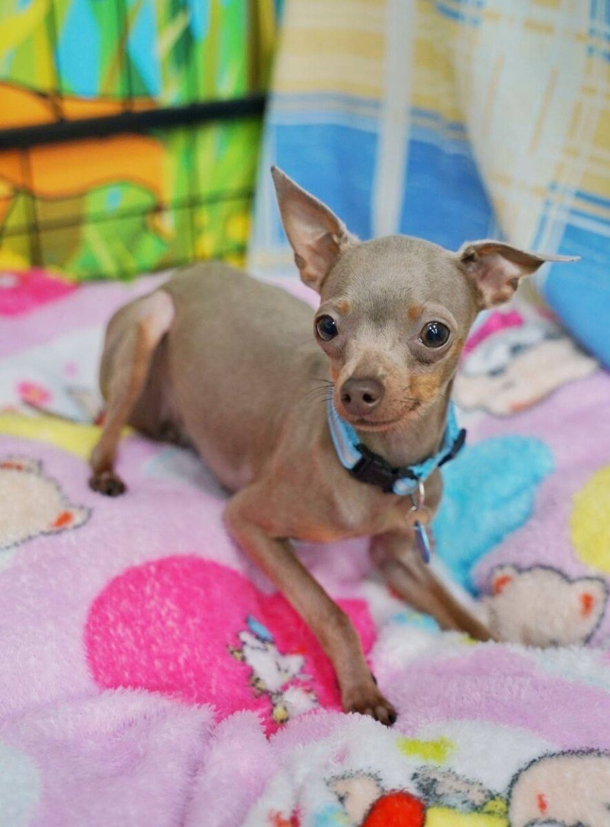 Маленькая собачка ищет дом! Струна из приюта для маленьких собак - Домик Мелкашей!