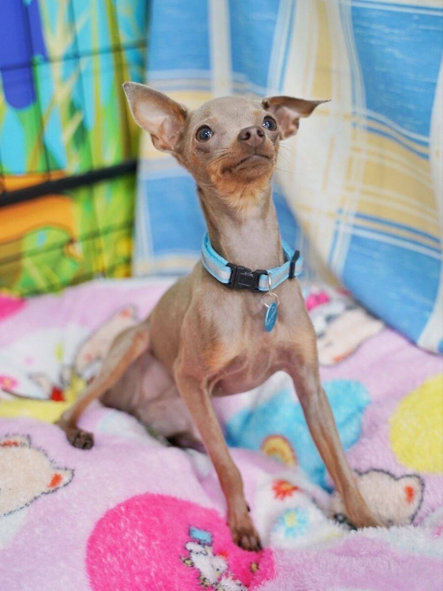 Маленькая собачка ищет дом! Струна из приюта для маленьких собак - Домик Мелкашей!