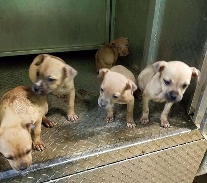  Малыши могли умереть на улице, но им повезло. /Фото: dogdispatch.com
