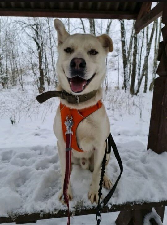 Платон - молодой красивый пес, притягивает к себе взгляды и покоряет сердца.