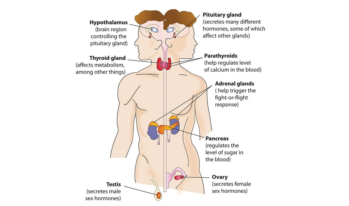 Эндокринные железы и гормоны | Реальная эндокринология | Дзен