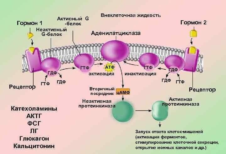 Взаимодействие гормона с поверхностным рецептором запускает цепь внутриклеточных реакций. Стероидные гормоны, витамин Д и гормоны щитовидной железы связываются с рецепторами, расположенными в ядре клетки.