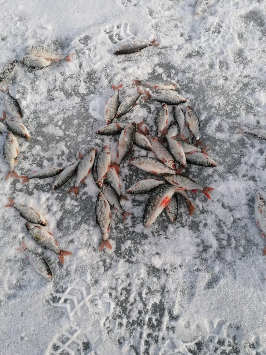 Осадок водоемов