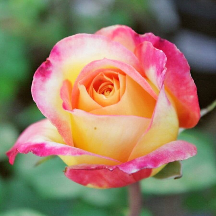 Все отмечают сходство Восточного Экспресса и Глории Дей ,их часто путают ....и это несложно сделать..но отличия есть у Восточного Экспресса компактнее и ветвистей куст , несколько ниже Глории и в цветках почти в два раза больше лепестков ( цветок чуть меньше но махровей и заметно ярче )