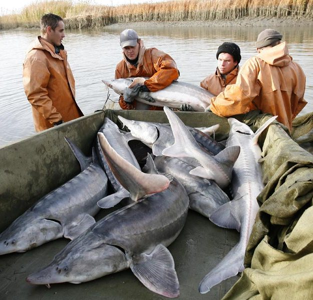 Самые интересные обитатели Каспийского моря: от султанок до морских тараканов