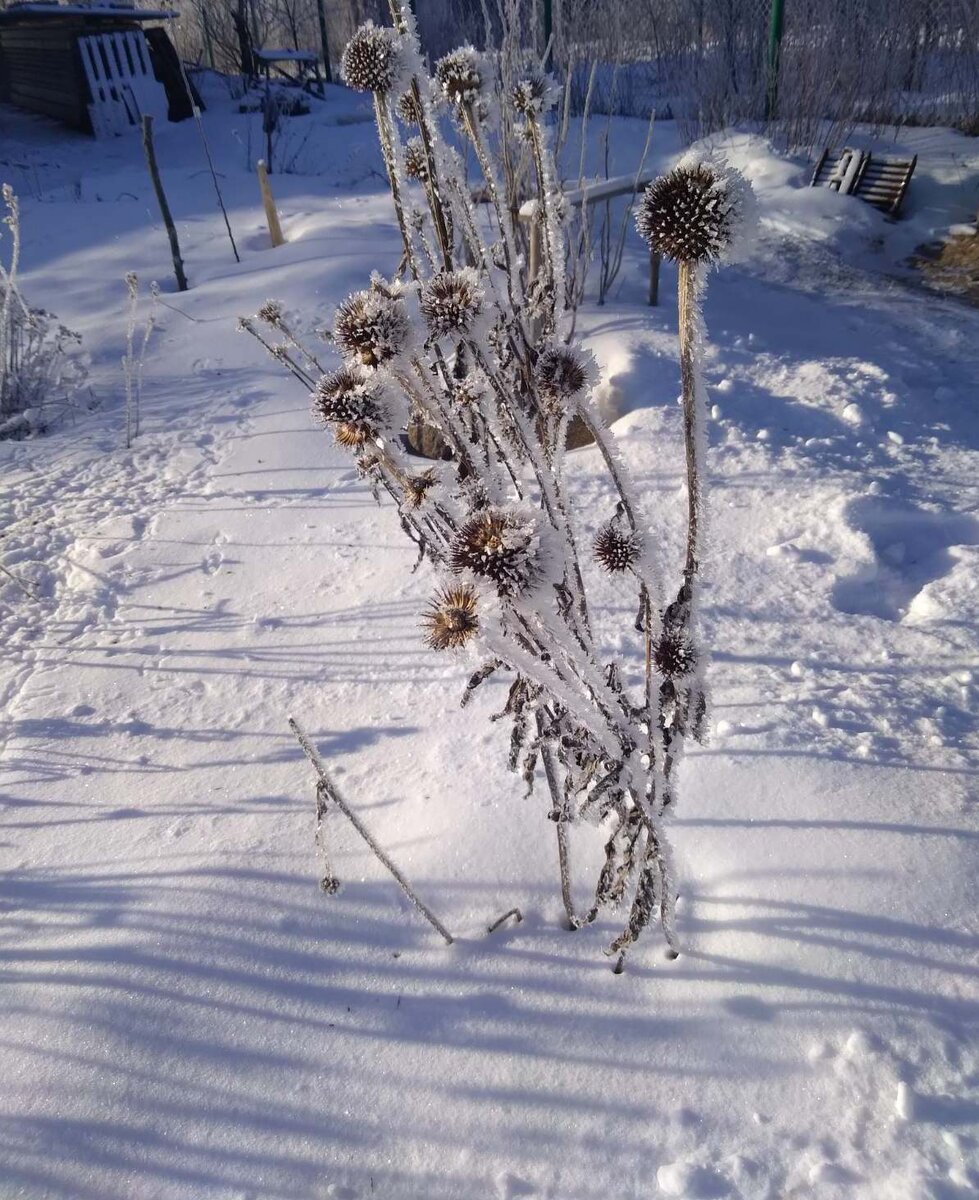 Эхиноцея. Зимний букет.