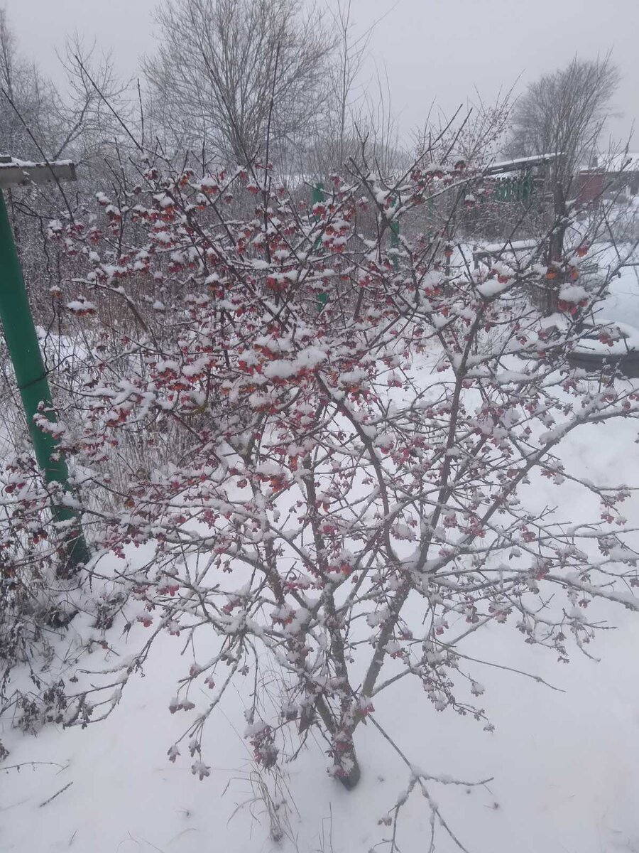 Бересклет европейский. Малиновки заслышу голосок...