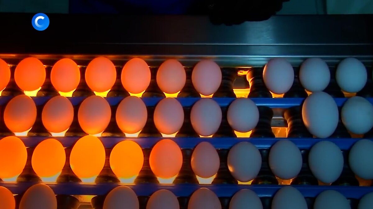    Страсти по яйцам: что происходит с ценами