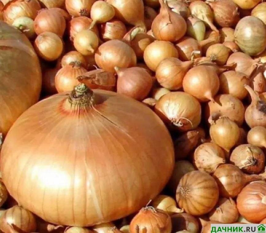 Достоинства и недостатки Лука Штутгартер ризен