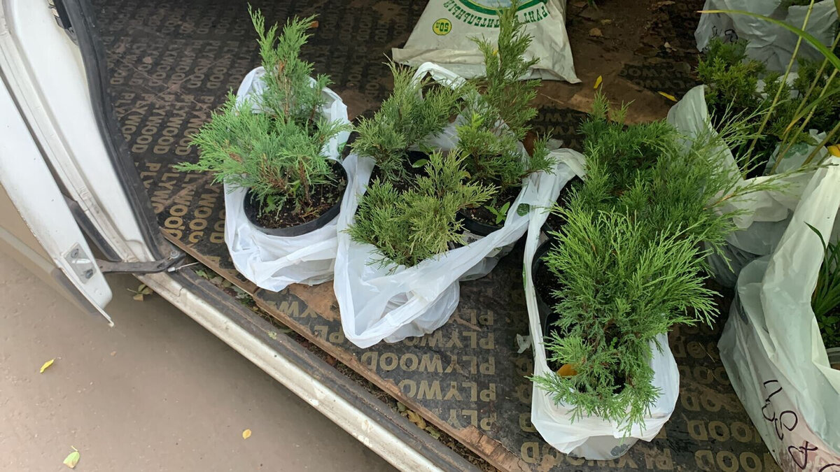 2022 год, фото курьера из питомника