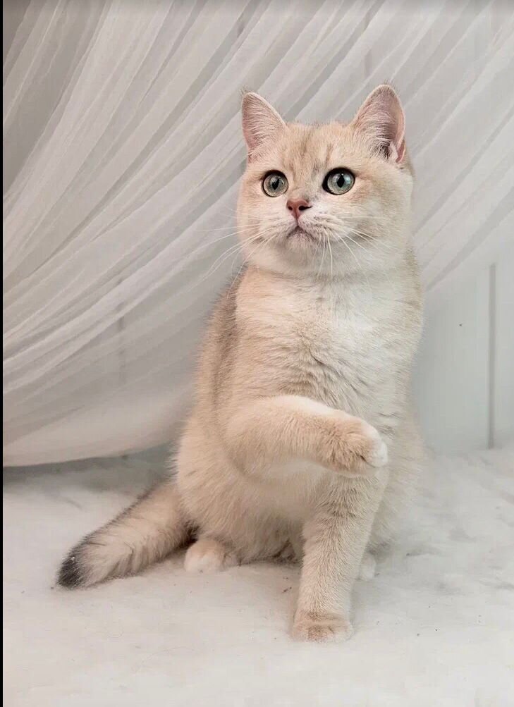 Gold_Berry Emmanuelle, female BRI ay12, дата рождения  05.03.23. Свободна