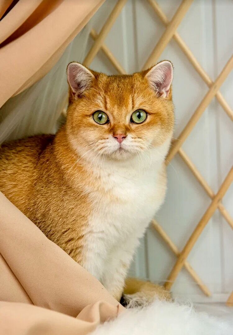 Gold_Berry Daniel, male ny11, дата рождения 04.02.23.  Свободен